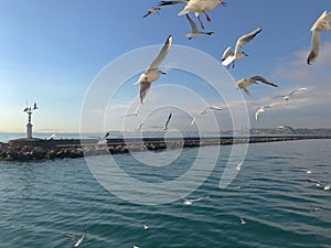 Seagulls flight maneuvers over the sea of Ã¢â¬â¹Ã¢â¬â¹bosphorus of istanbul